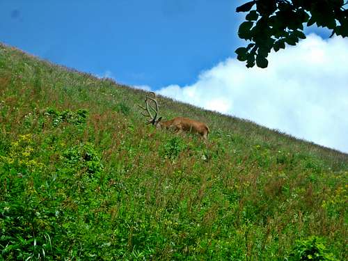 Filip-  tame deer,  Wetlińska Polonyna- Western Bieszczady, Summer 2013