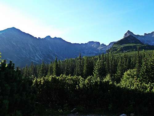 Las Gąsienicowy/ Gąsienicowy wood