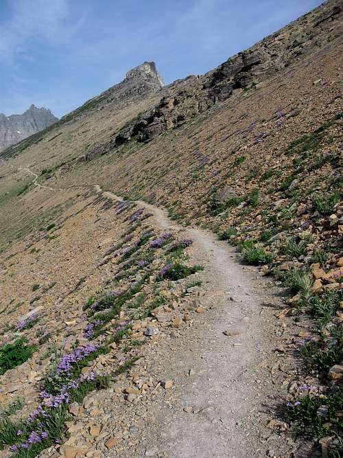 Wildflowers Along the Trail to Piegan Pass