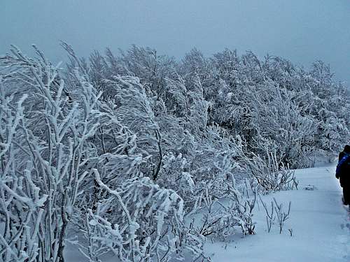 Frost and snow amongst the silence..