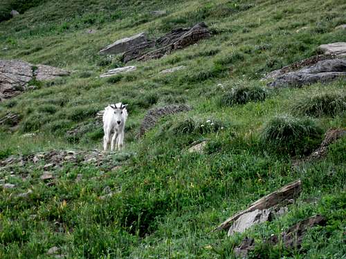Mountain Goat Along the Highline Trail