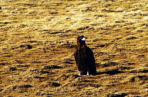 Cinereus vulture