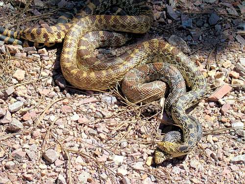 Mating Bullsnakes on the Trail