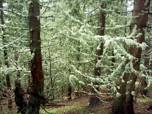 virgin mountain forest