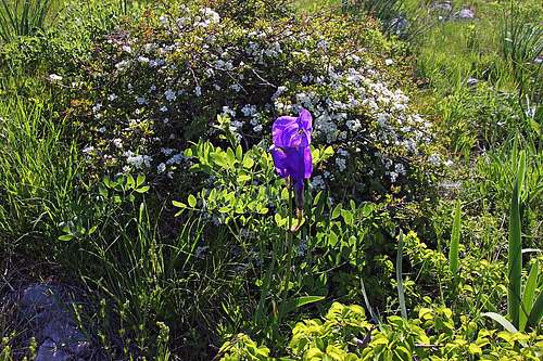 Iris pallida illyrica