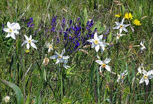Narcissus poeticus radiiflorus