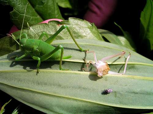 Baby cricket