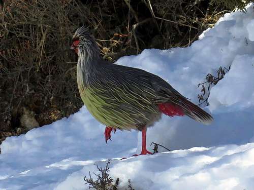 blood pheasant