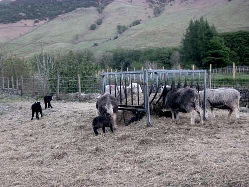 Hardy Herdwick sheep get an easy feed after lambing