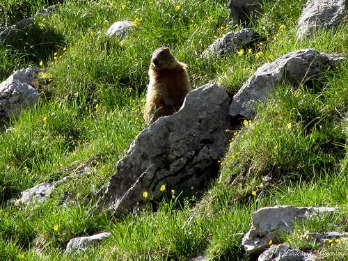 A curious Marmot