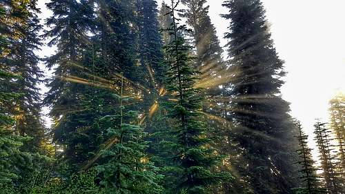 Sunburst Through the Trees