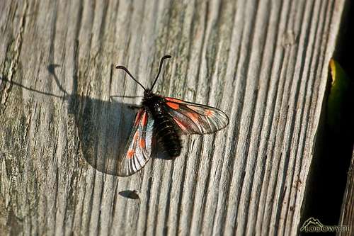 Arctic fly