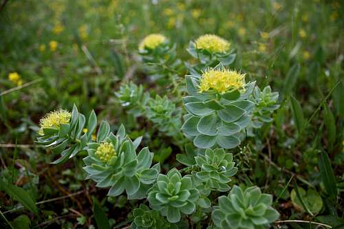 Arctic flora of Gardervaggi