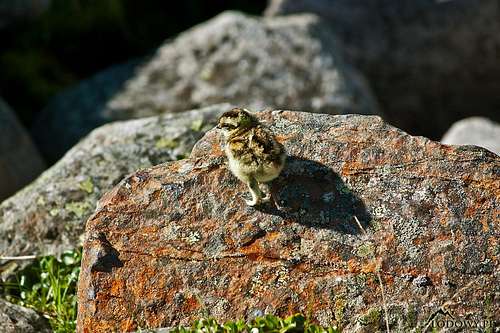 Rock ptarmigan chick