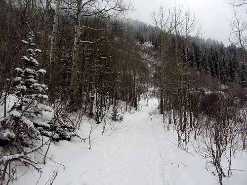 White Pine Trail