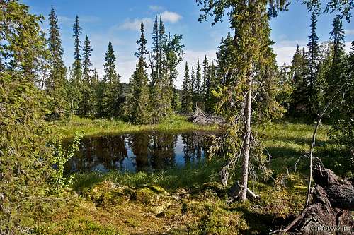 Kvikkjokk taiga