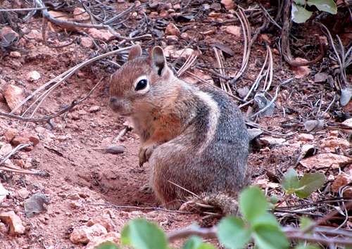 Bryce ground squirrel