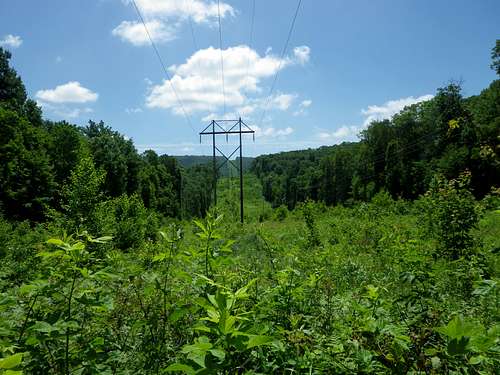 Buzzard Knob