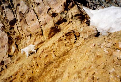 Mountain Goat at the Snow Bidge - Granite Peak