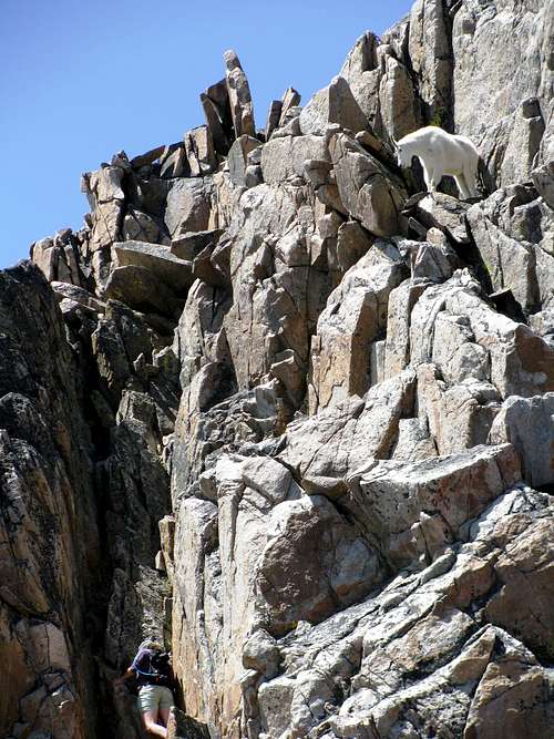 Mountain Goat watching a Climber on Granite Peak