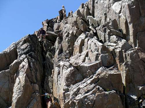 Mountain Goat Watching Climbers on Granite Peak