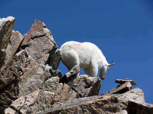 Mountain Goat on Granite Peak