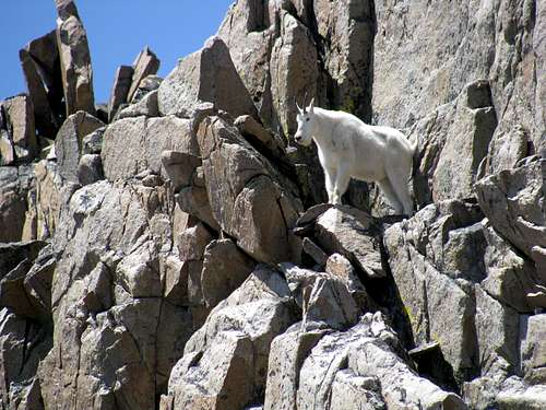Mountain Goat on Granite Peak