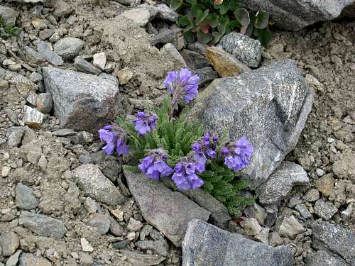 Mount Villard Flora
