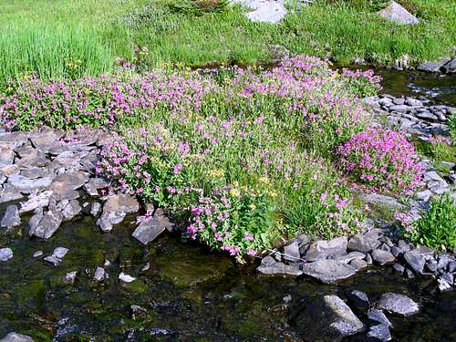 Upper Milly Creek, Alpine Flora - Crazy Mountains