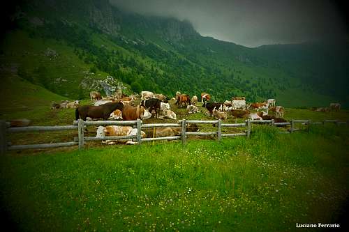 Cows on Malga Campo