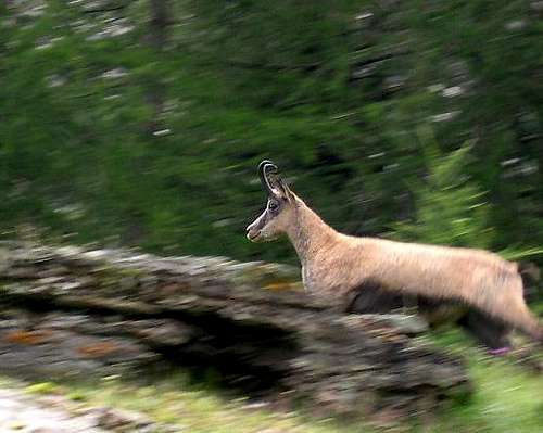 Animals of the Gran Paradiso: running chamois glimpsed near the hamlet of Vermiana inferiore