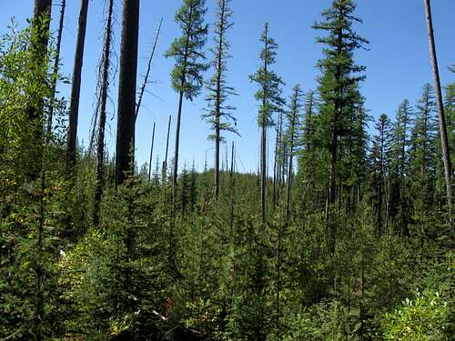 Pine Forest on Quartz Ridge
