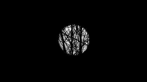 moon through the trees