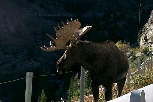 A moose we ran into on the...