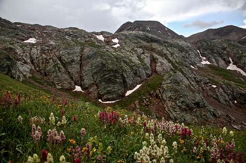 Wildflowers along Colorado Trail
