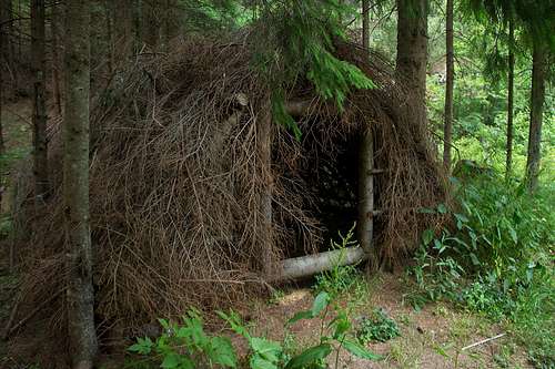 Forest shelter