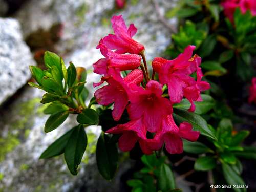 Alpenrose (Rhododendron Ferrugineum) along Cima Piccolina approach