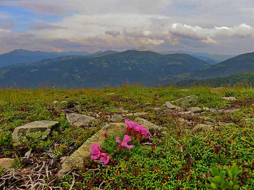 Nockberge and alpine flora