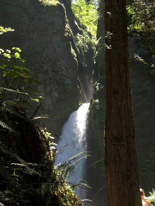 Wahclella Falls behind trees