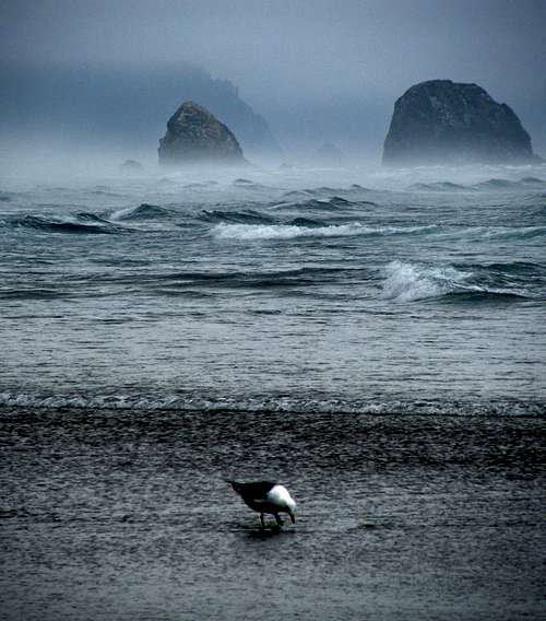 Seagull & stormy waves