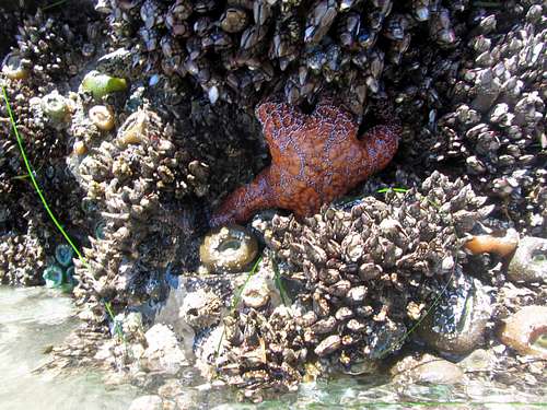 Indian Beach starfish