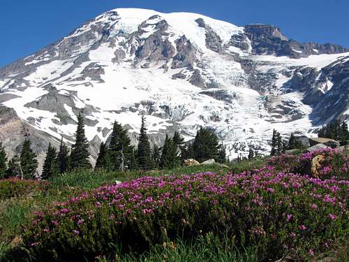 Mount Rainier over magenta wildflowers
