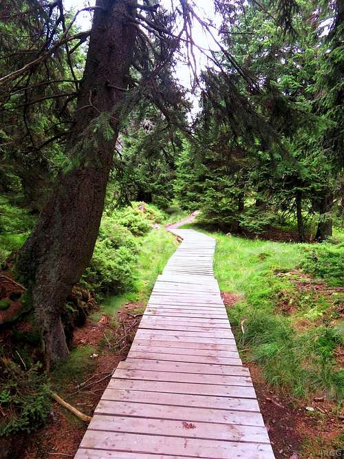 Wooden boardwalk close to the summit of Vozka to protect the fragile environment