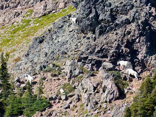 Johnson Peak Goats