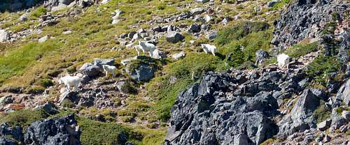 Johnson Peak Goats (close up)