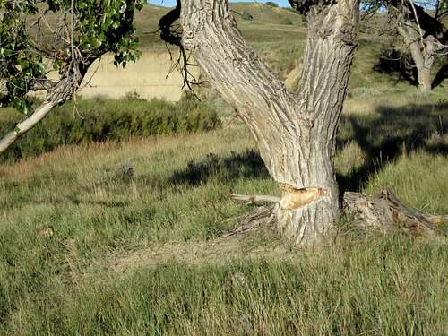 Bison Horn 'Sharpening' Tree?