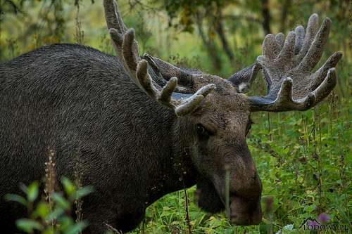 Sarek moose