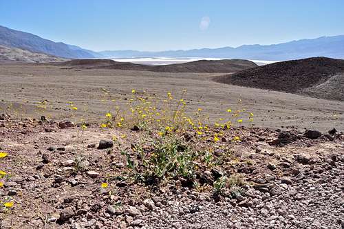 Death Valley wildflowers