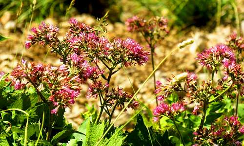 Flowers on the NW face of Maglić