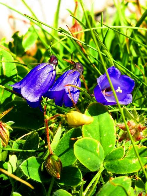 Bellflowers on Maglić